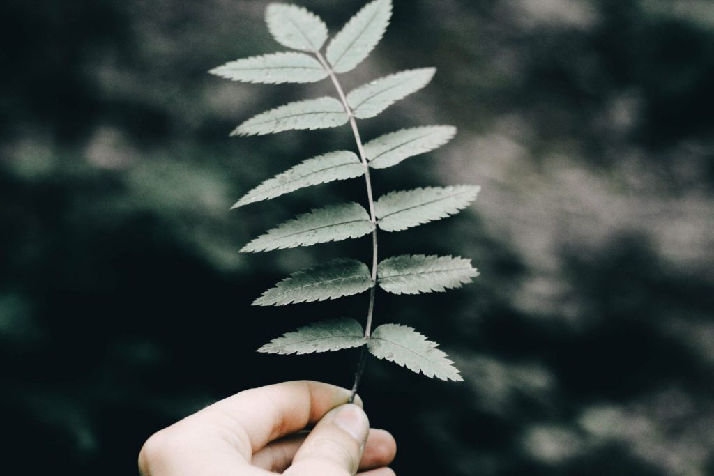 Hand holding leaf with green background